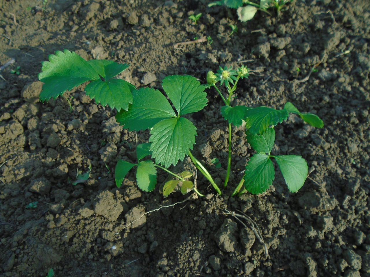 strawberry seedling fruit free photo