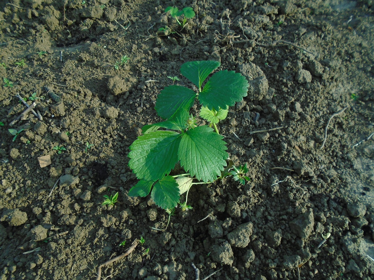 strawberry seedling fruit free photo