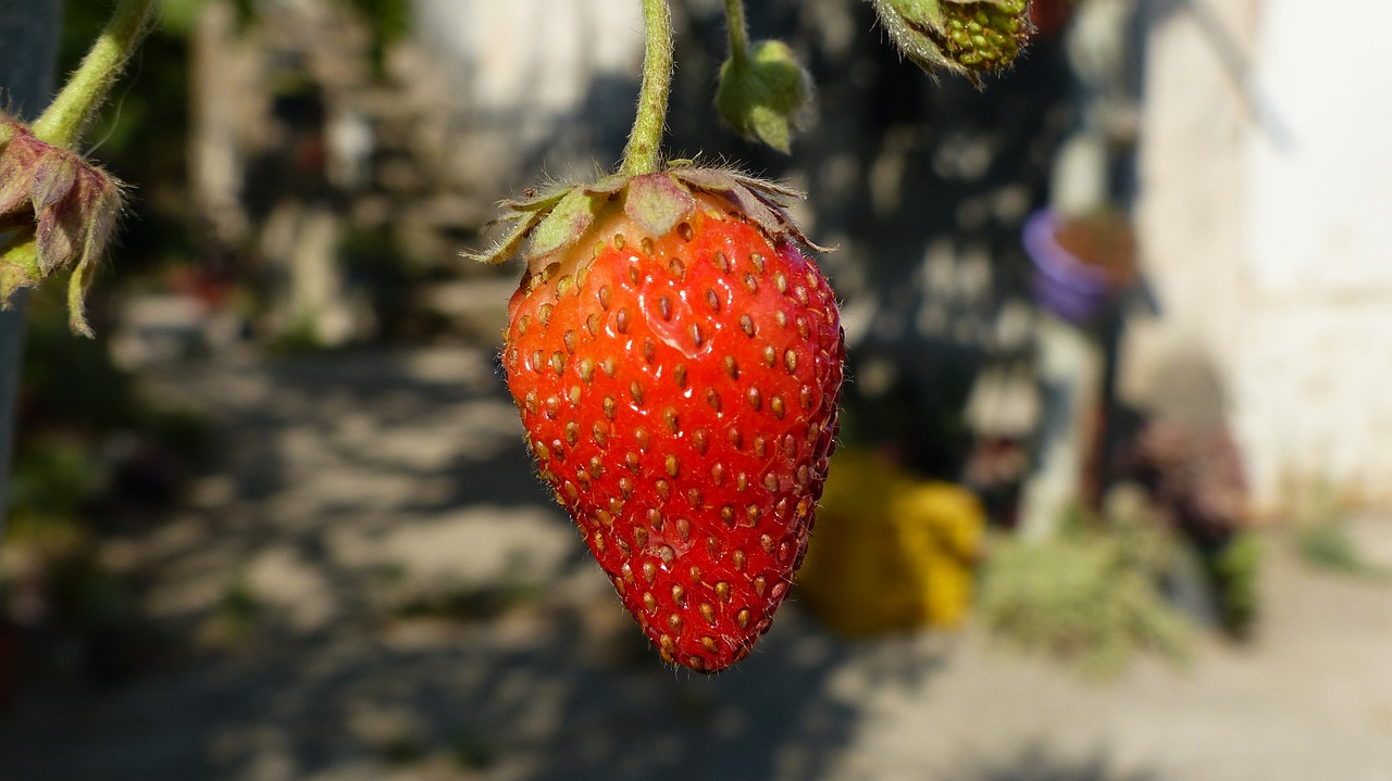 strawberry fruit nature free photo