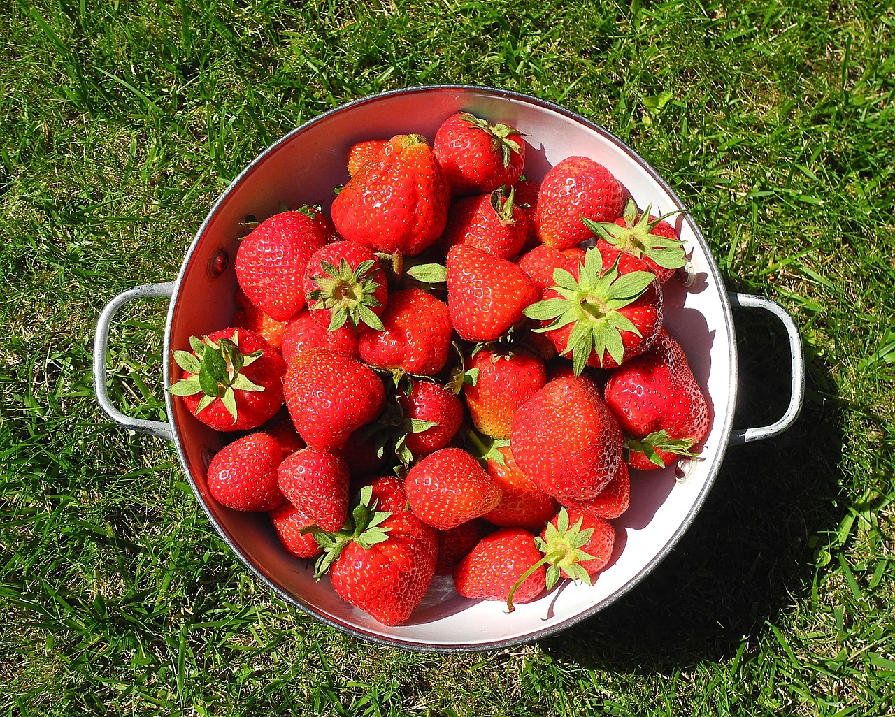 strawberry fruit bio free photo