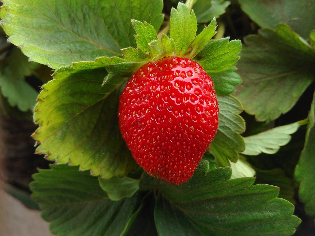 strawberry red food free photo