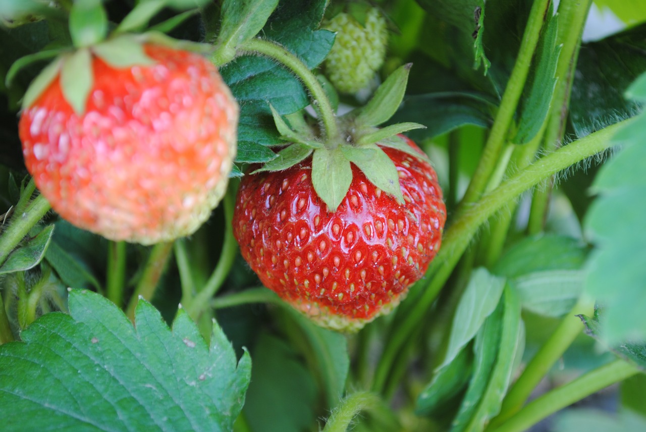 Download free photo of Strawberry,green,plant,living nature,free ...