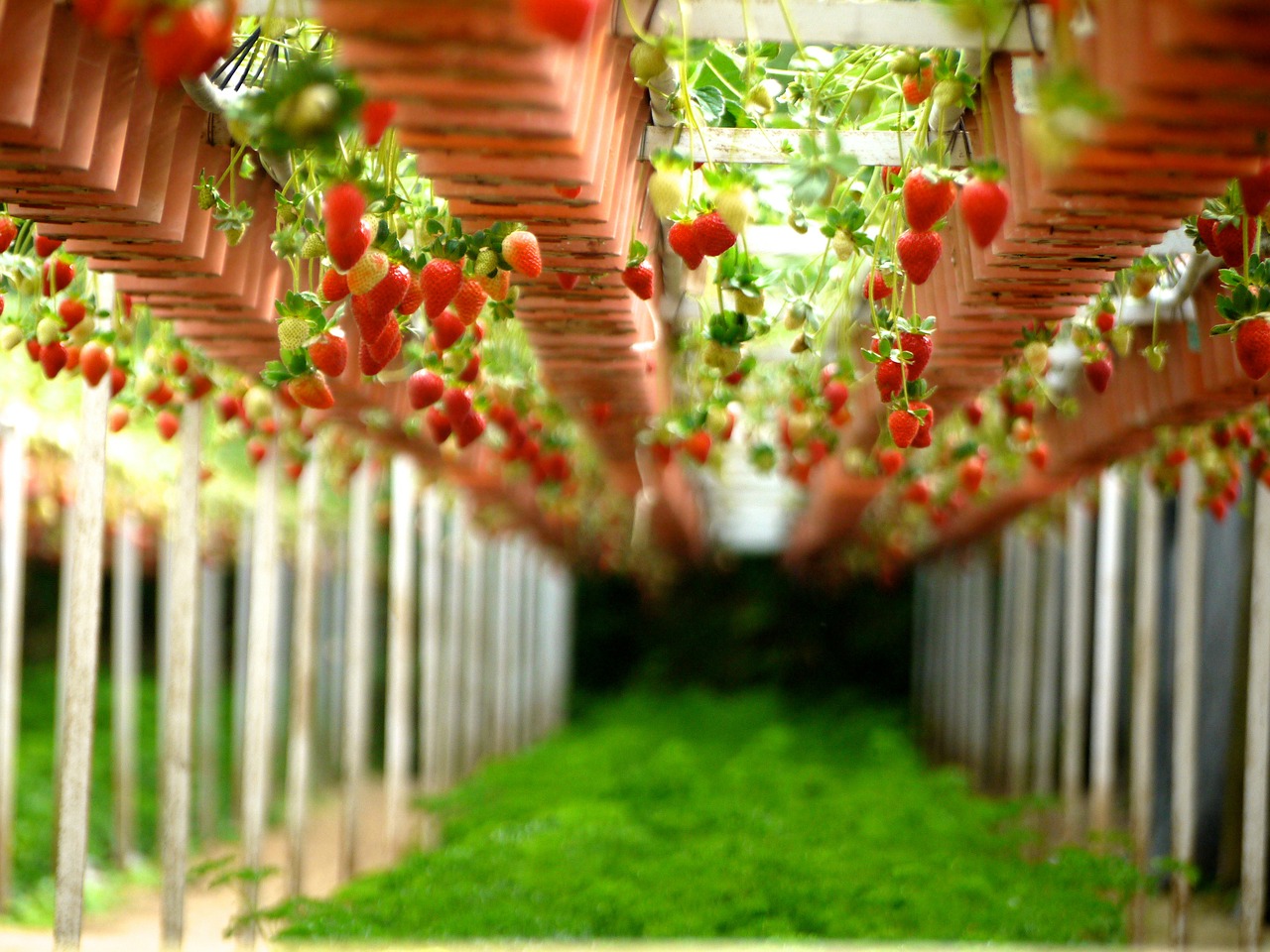 strawberry farms gardens free photo