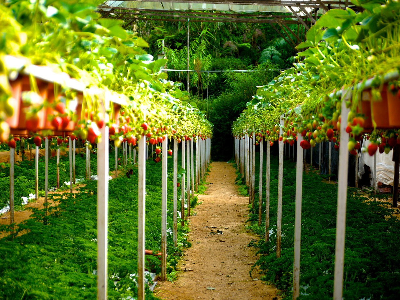 strawberry strawberry farm berries free photo