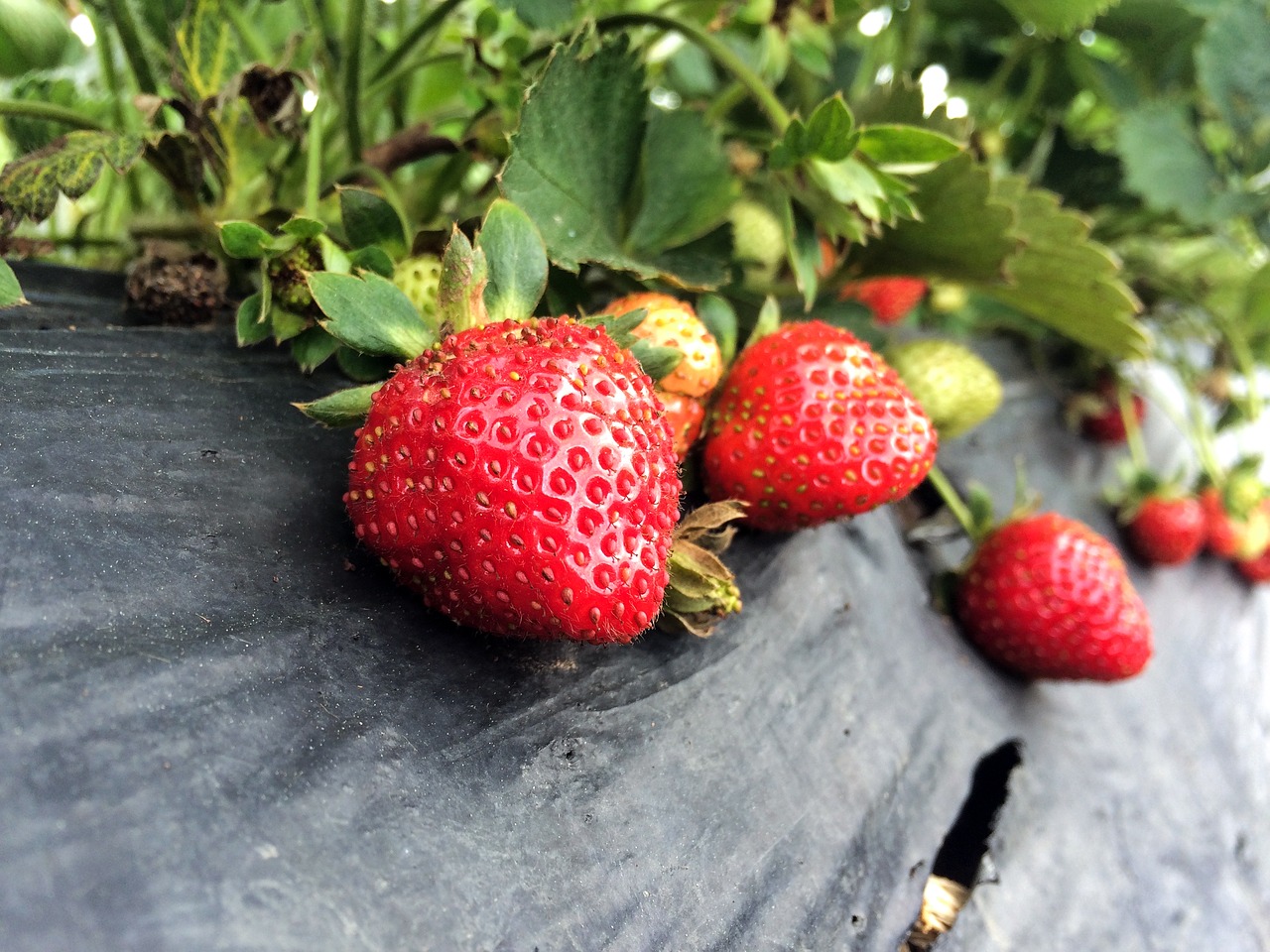 strawberry farm fresh free photo