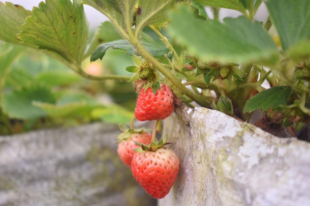 strawberry berry fresh free photo