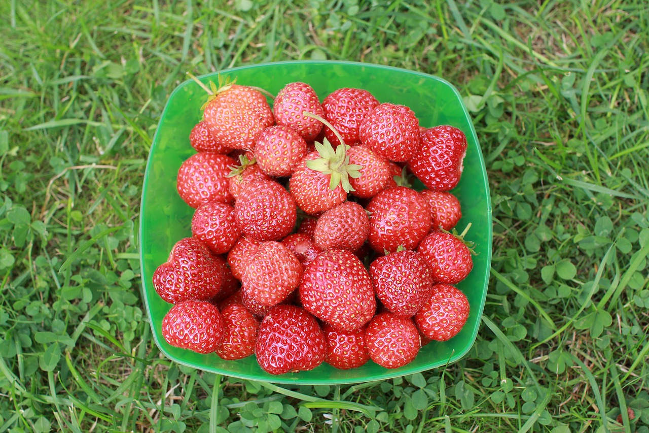 strawberry dacha garden free photo