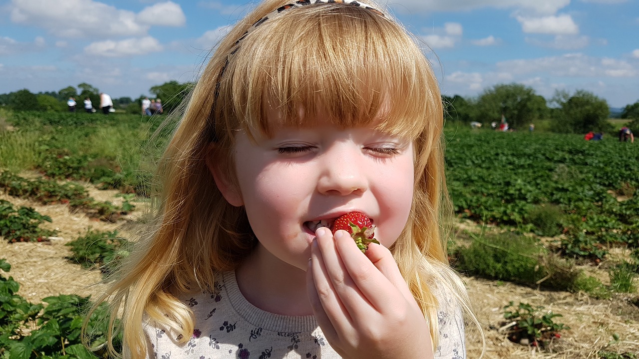 strawberry fields picking free photo