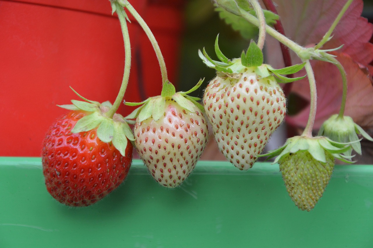 strawberry red green free photo