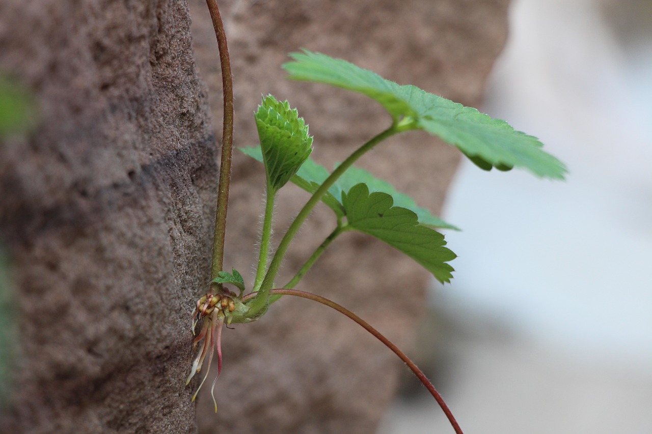 strawberry seedling green free photo