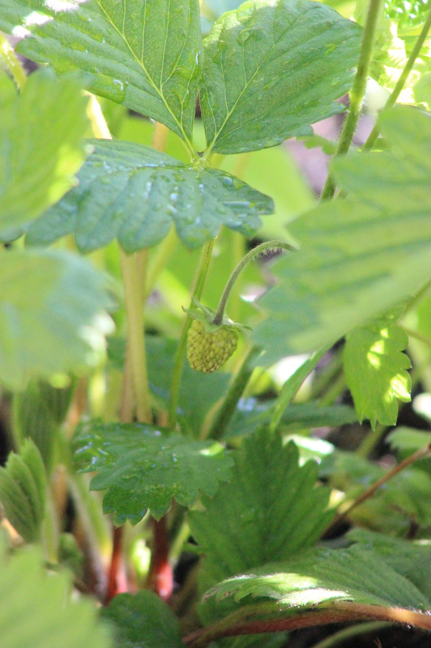 strawberry bud plant free photo