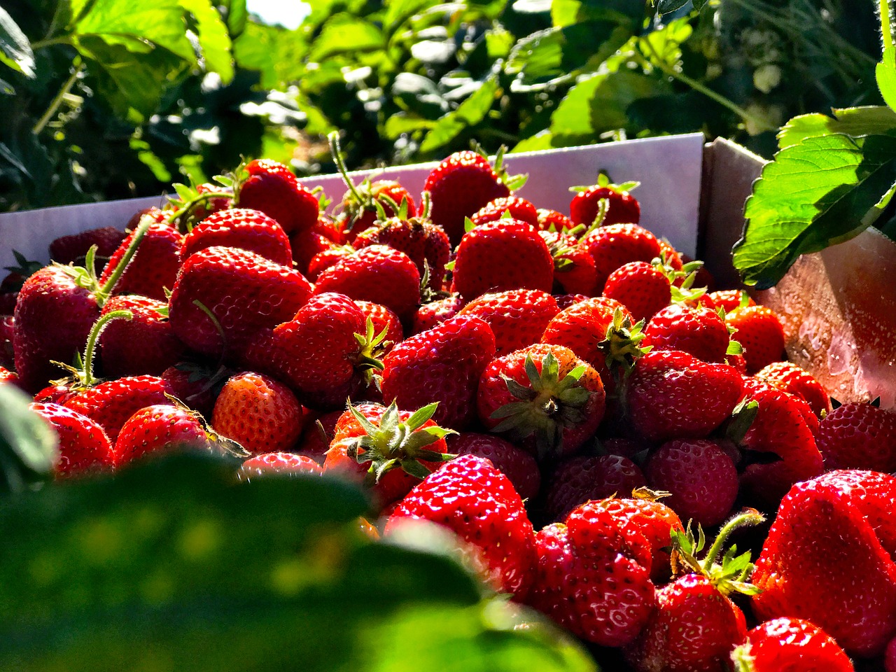 strawberry summer fruit free photo