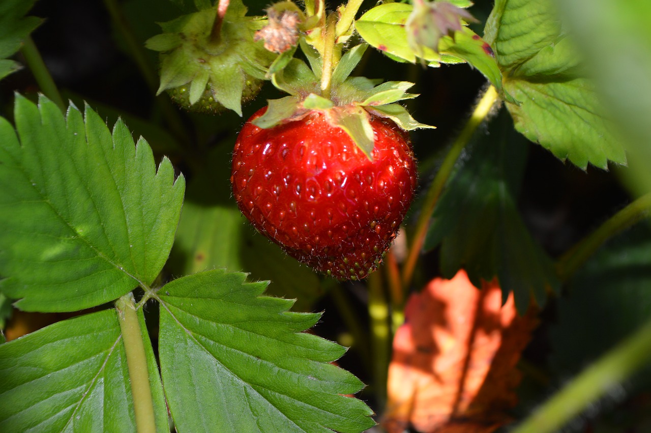 strawberry morning berry free photo