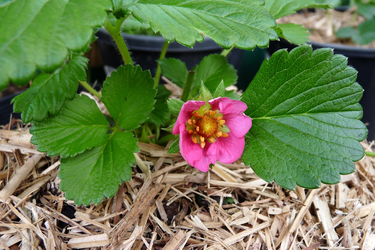 strawberry flower pink free photo