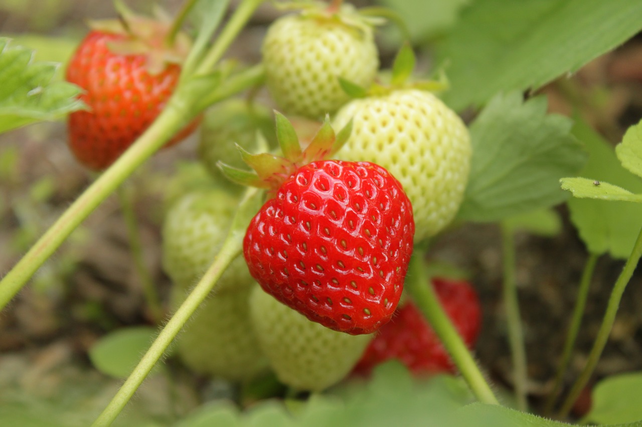 strawberry strawberries berry free photo