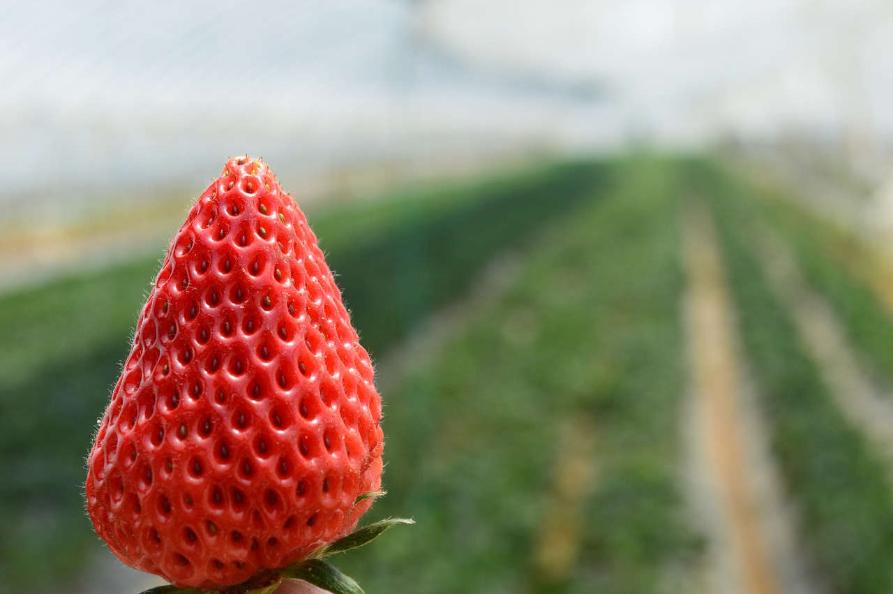 strawberry fresh single free photo