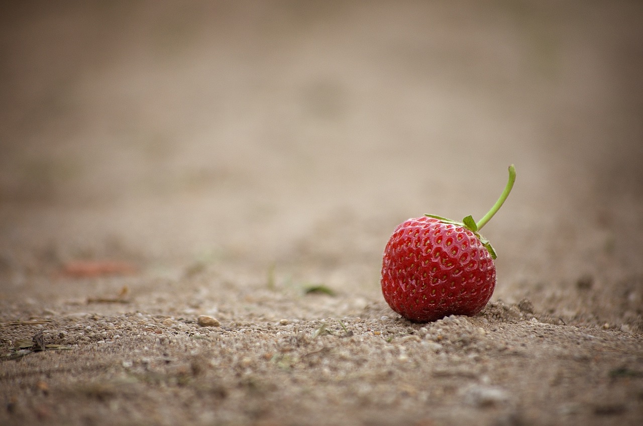 strawberry fruit fruits free photo