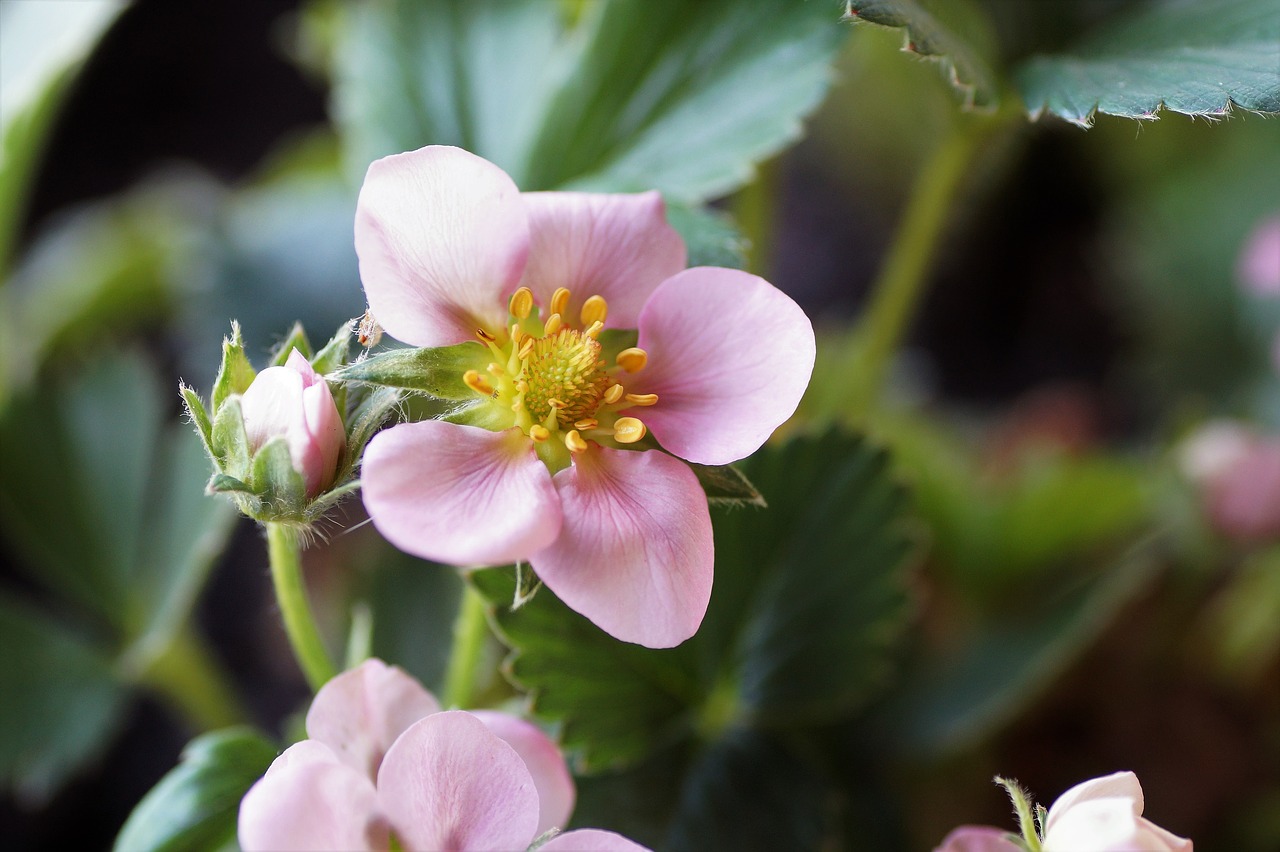 strawberry  flower  strawberries free photo