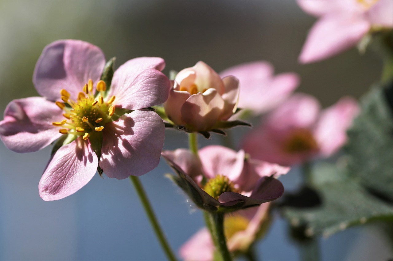 strawberry  flower  strawberries free photo