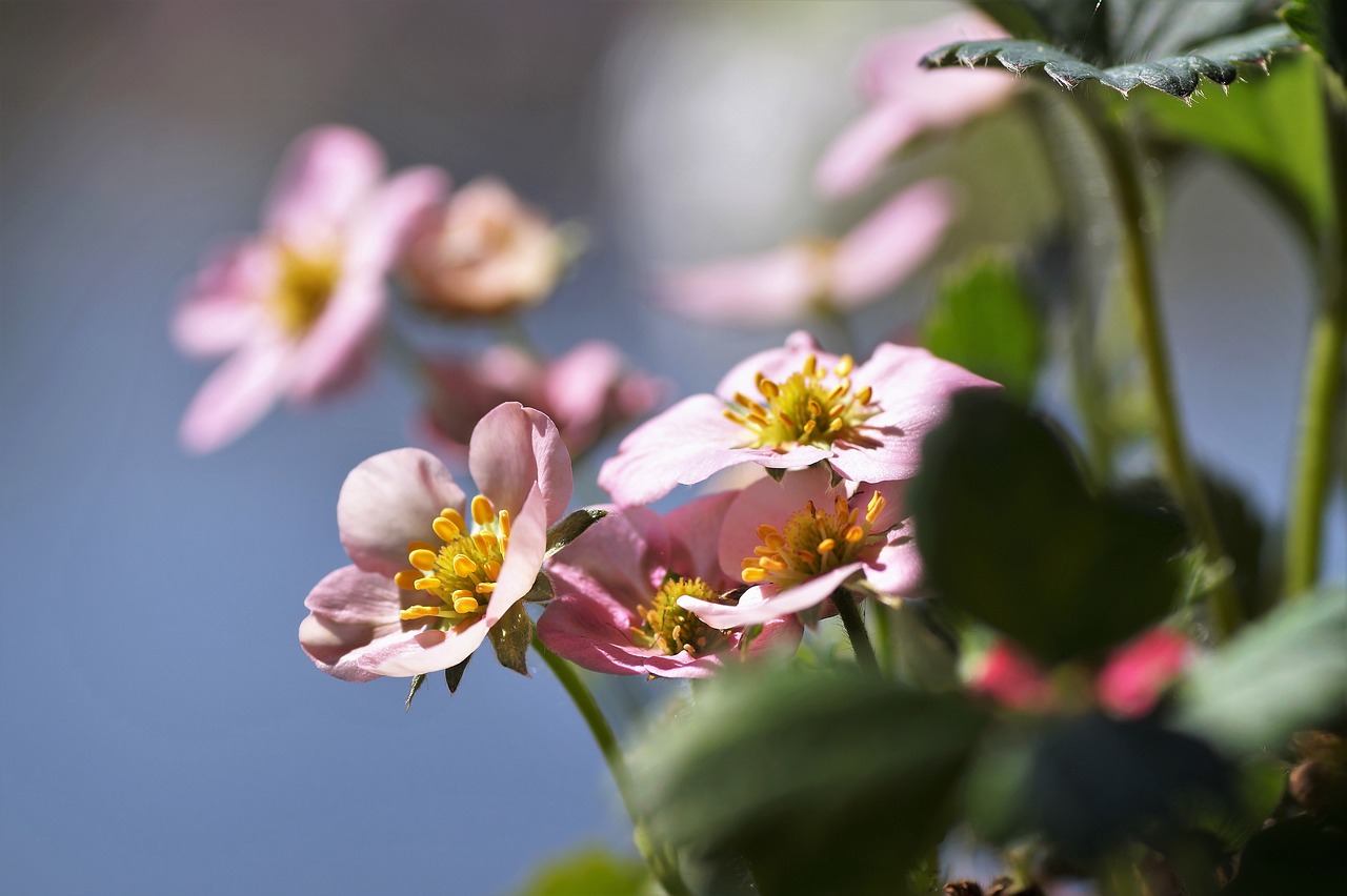 strawberry  flower  strawberries free photo