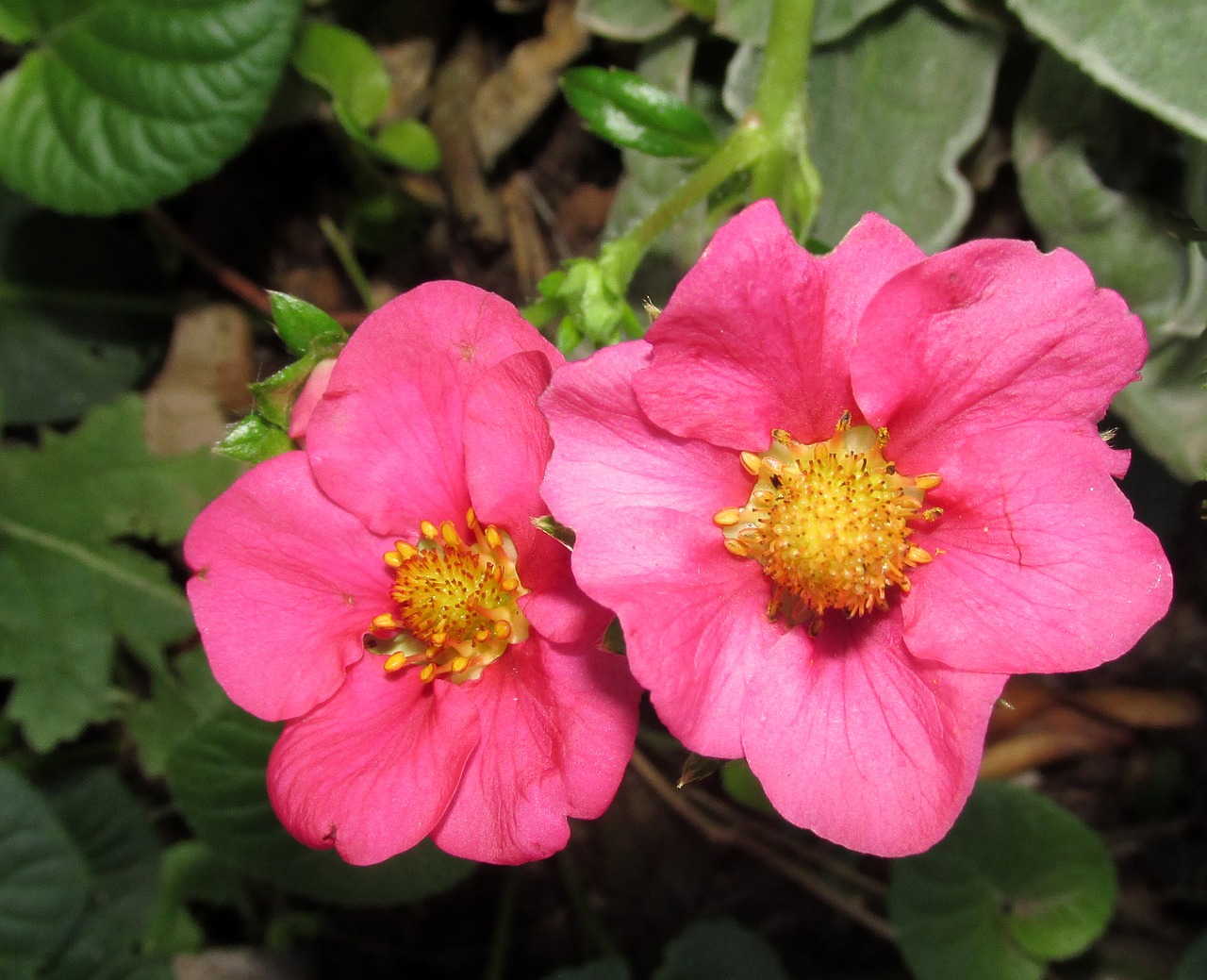 strawberry  flower  nature free photo