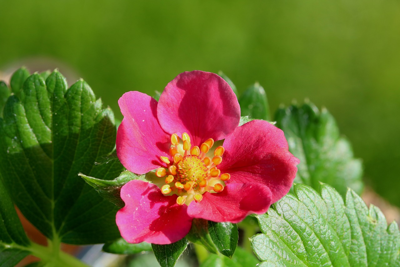 strawberry  flower  flowering free photo