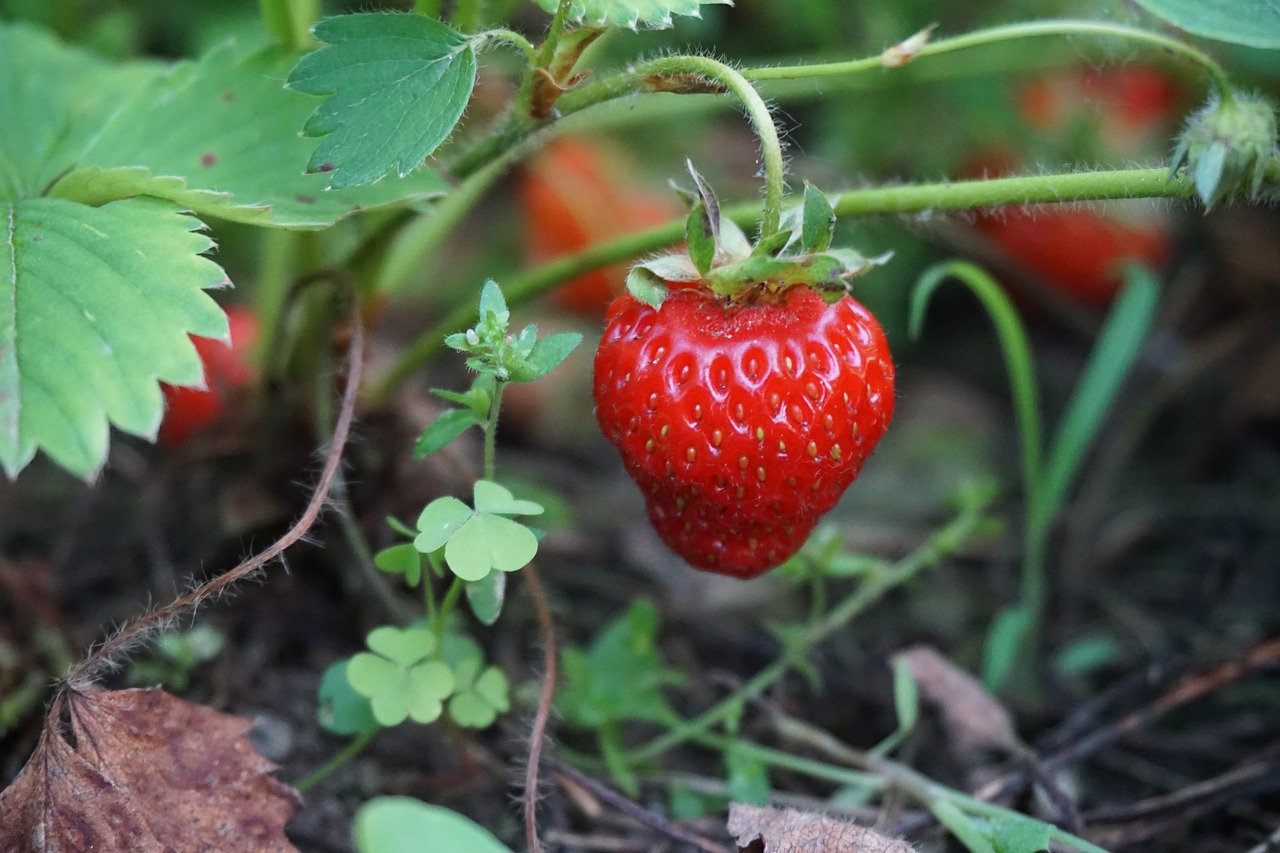 strawberry  red  summer free photo