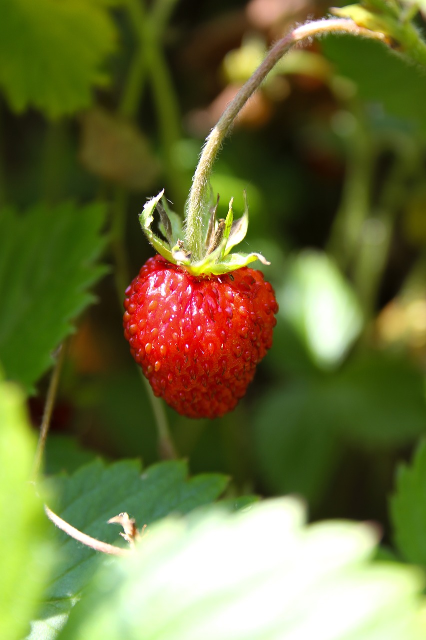 strawberry  nature  floral free photo