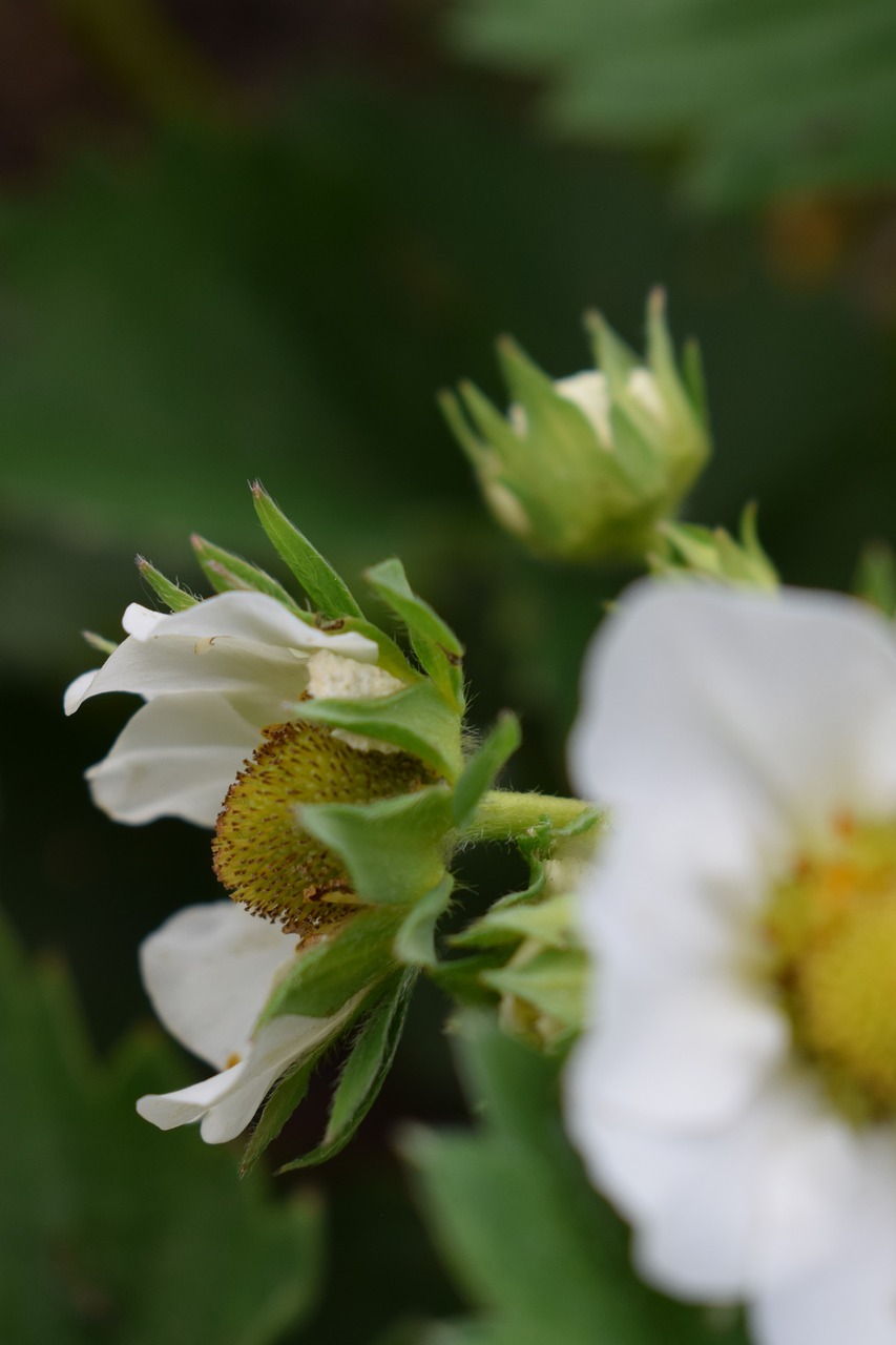 strawberry  flower  summer free photo