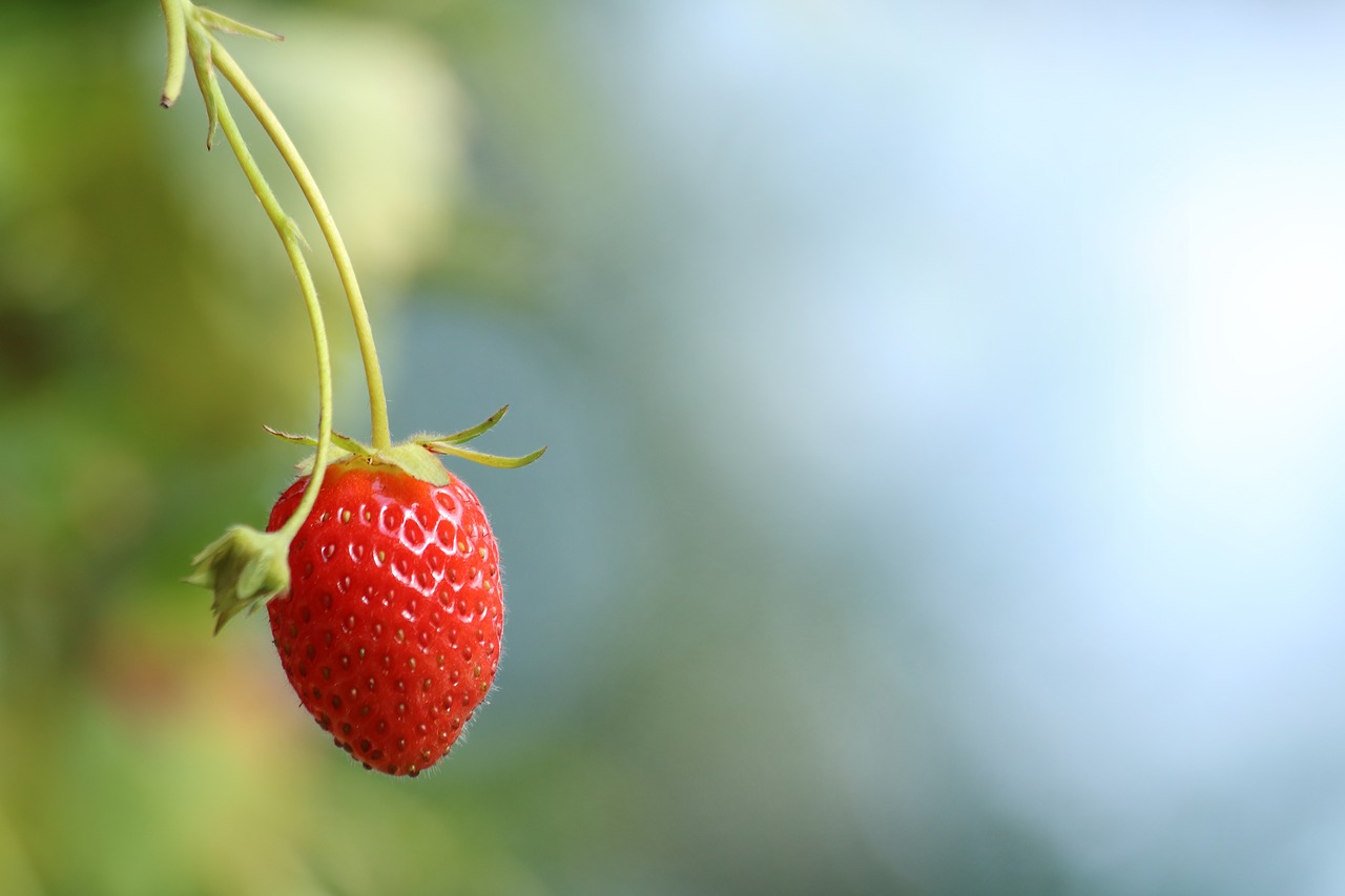 strawberry  fruit  sweet free photo
