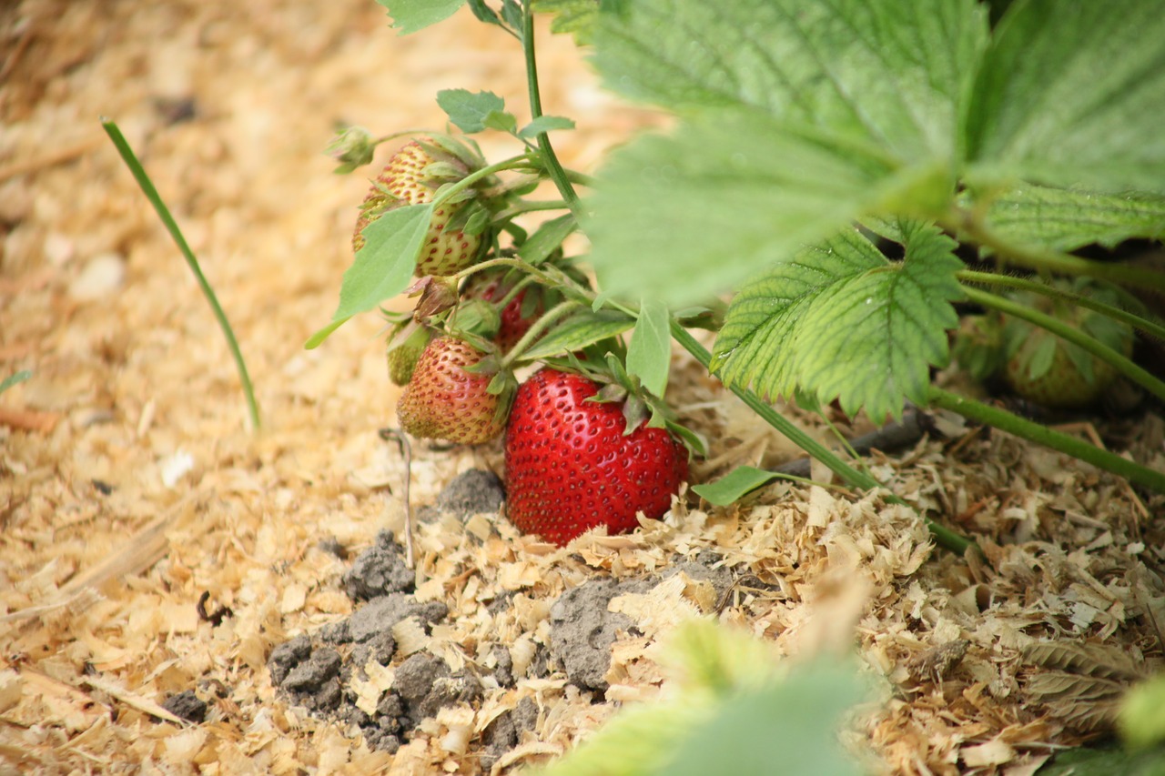 strawberry  berry  ripe strawberry free photo