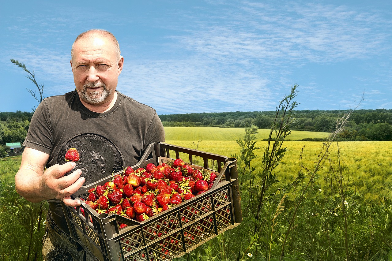 strawberry  field  sky free photo