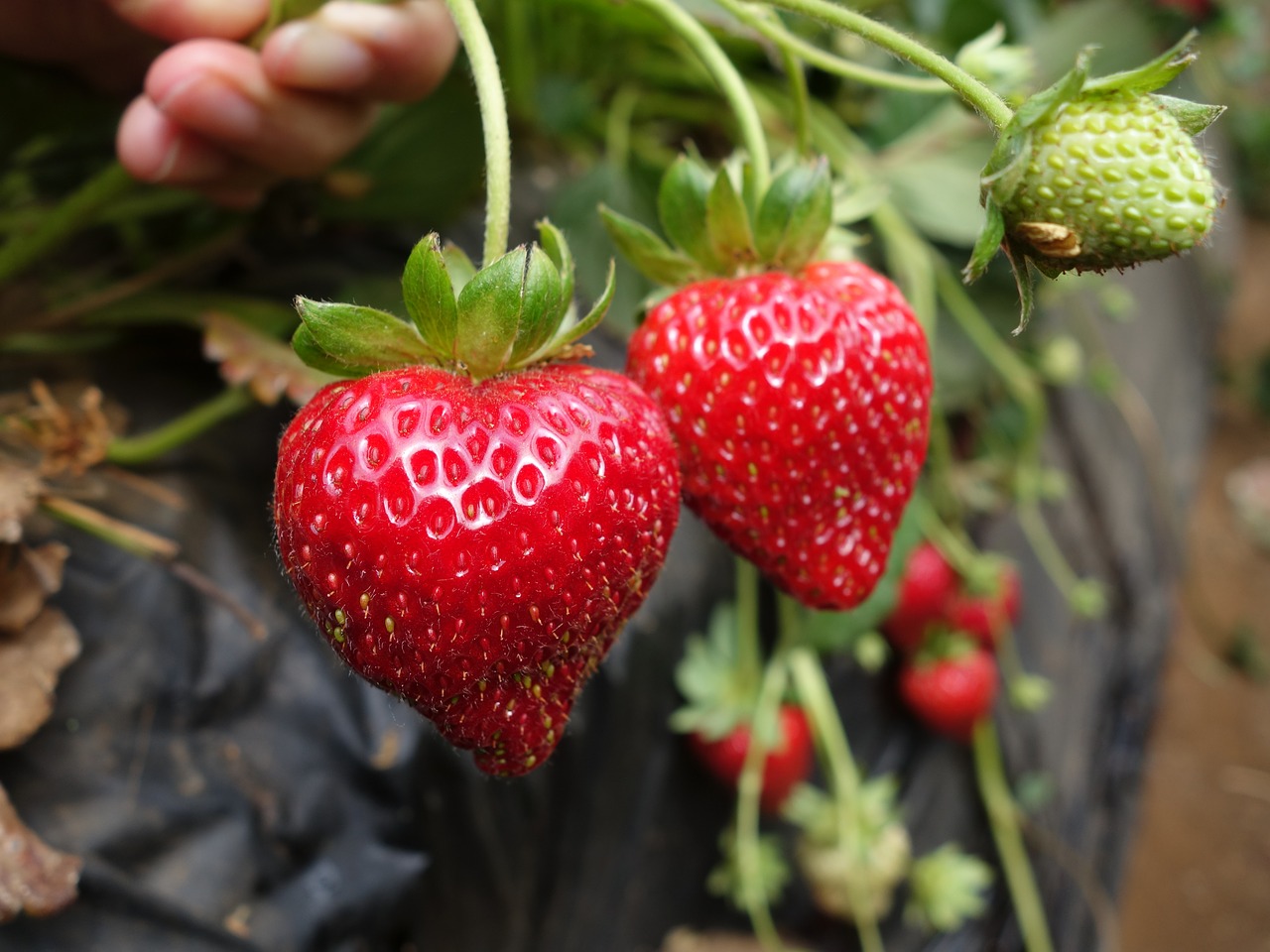 strawberry  strawberries  fruits free photo