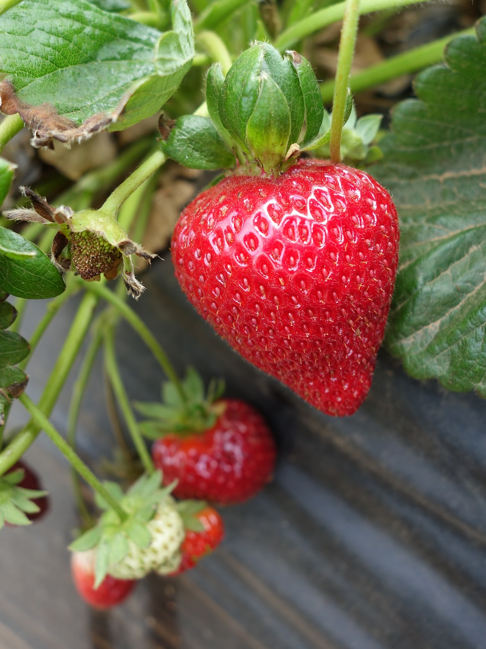 strawberry  strawberries  fruits free photo