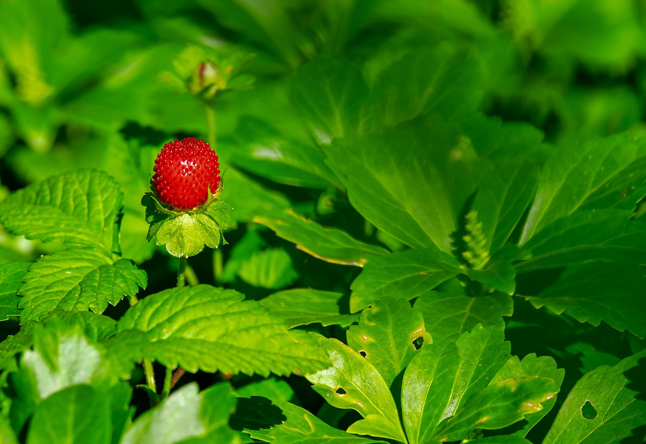 strawberry  wild strawberry  nature free photo