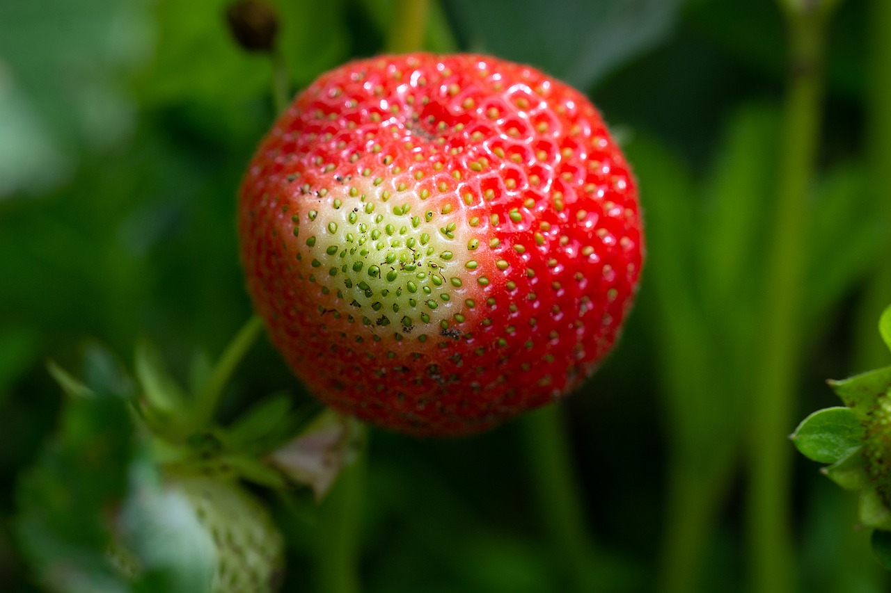 strawberry  ripening process  garden free photo