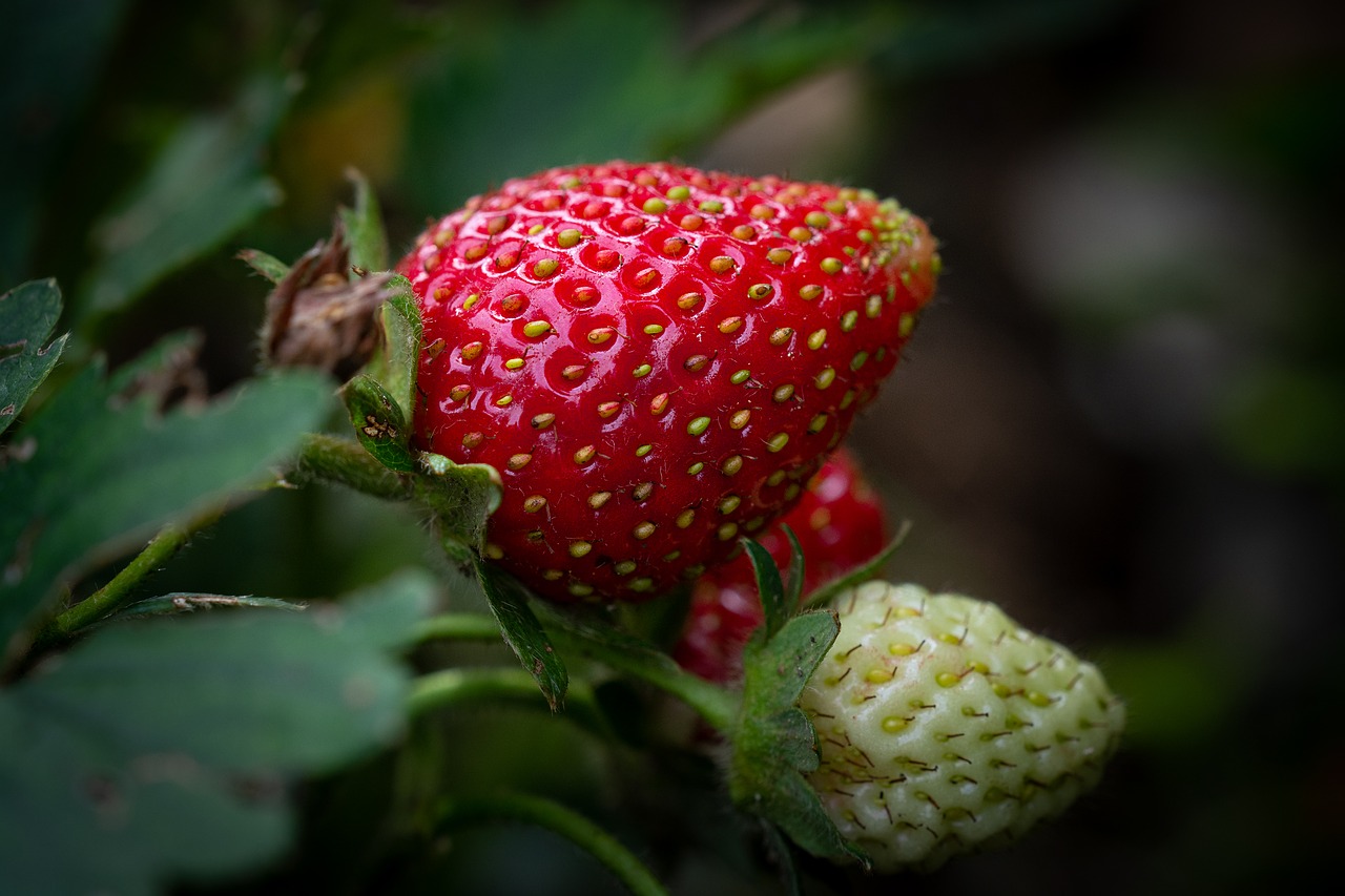 strawberry  ripening process  garden free photo