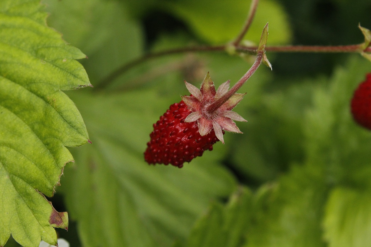 strawberry  sweet  fruit free photo