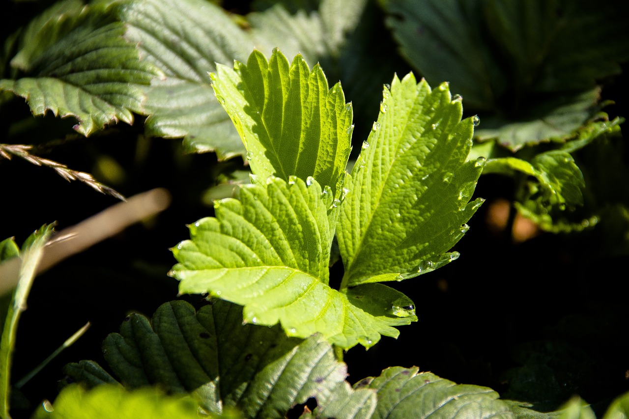 strawberry  greens  nature free photo