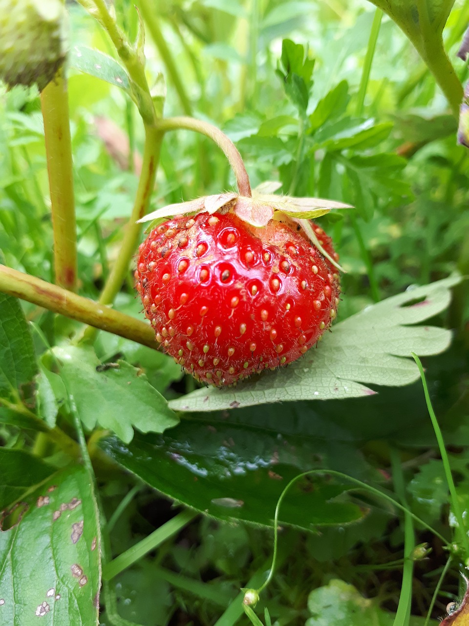 strawberry  berry  summer free photo