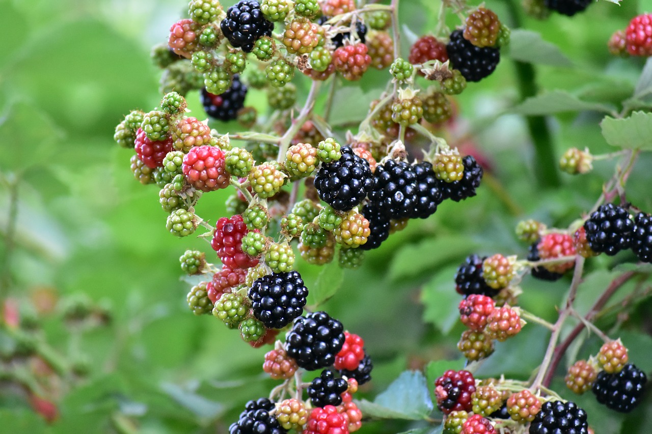 strawberry  forest  fruit free photo