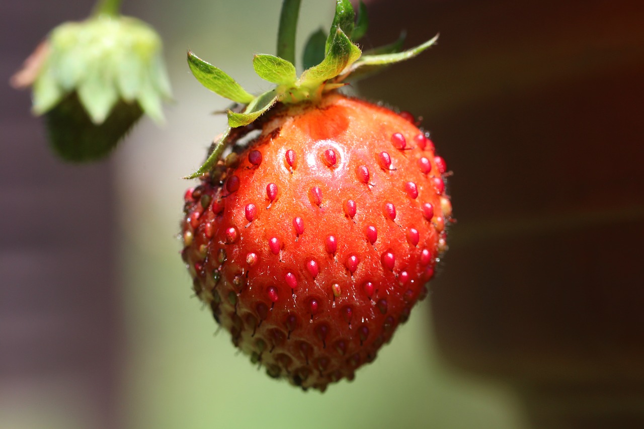 strawberry  fruit  red free photo