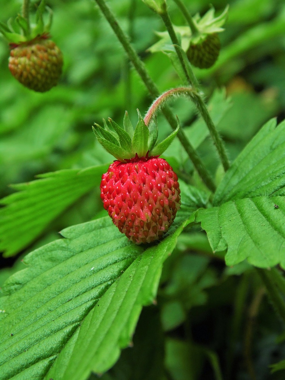 strawberry  plant  leaves free photo