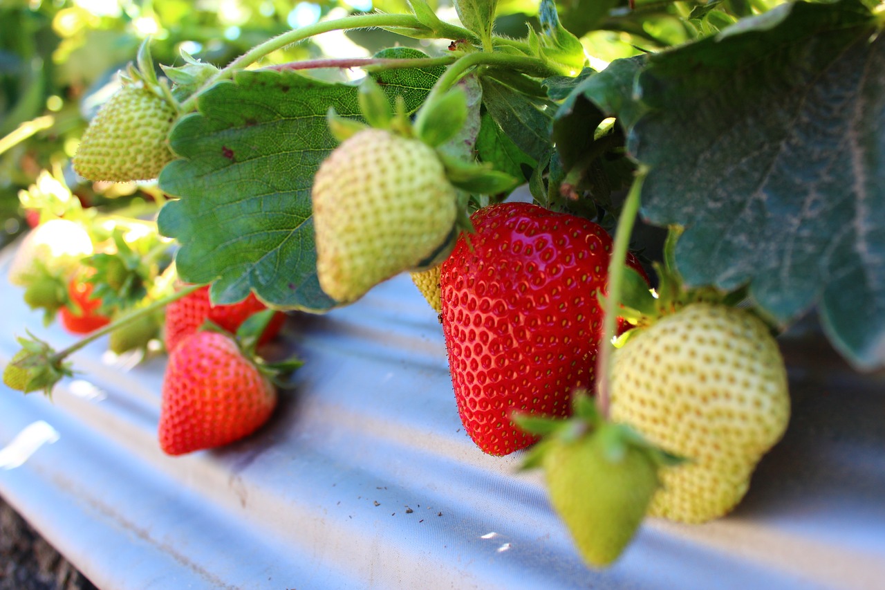 strawberry  field  fruit free photo