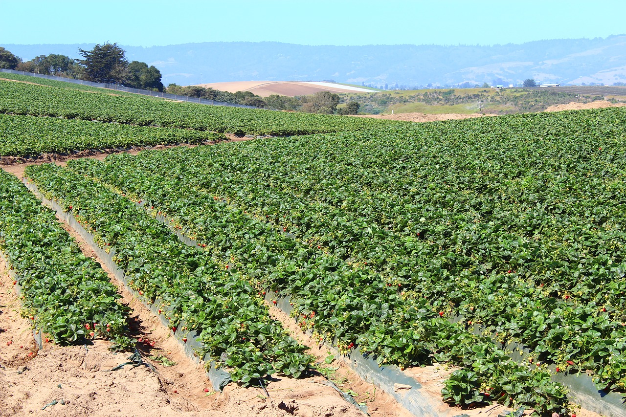 strawberry  field  fruit free photo