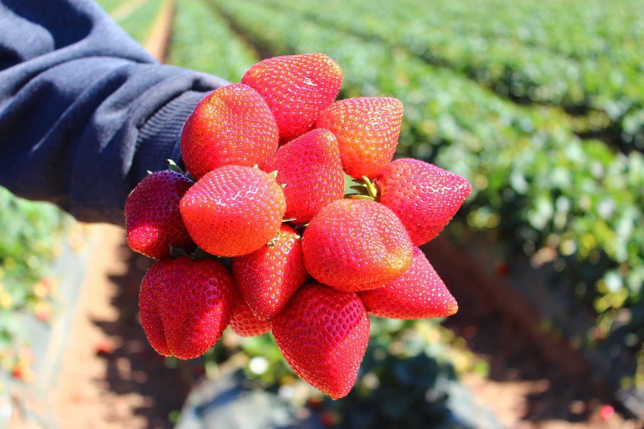 strawberry  field  fruit free photo