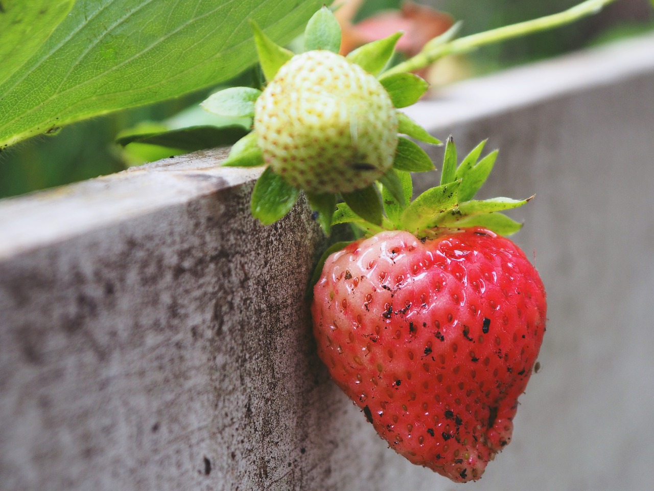 strawberry  fruit  food free photo