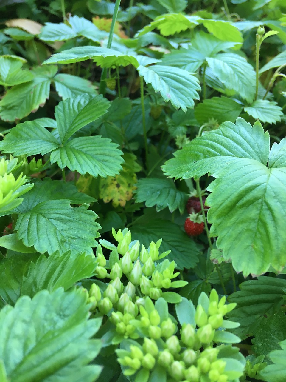 strawberry  plant  nature free photo