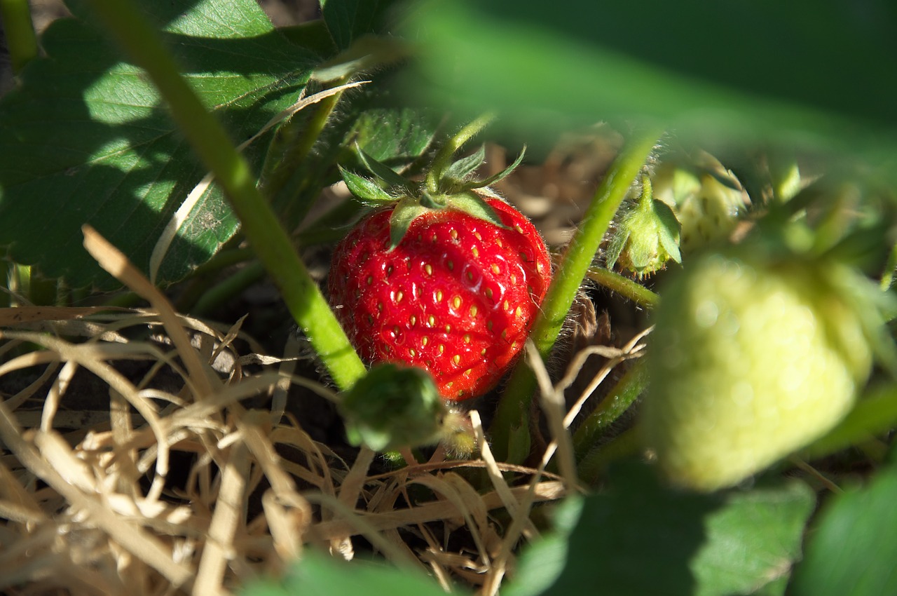 strawberry summer red free photo