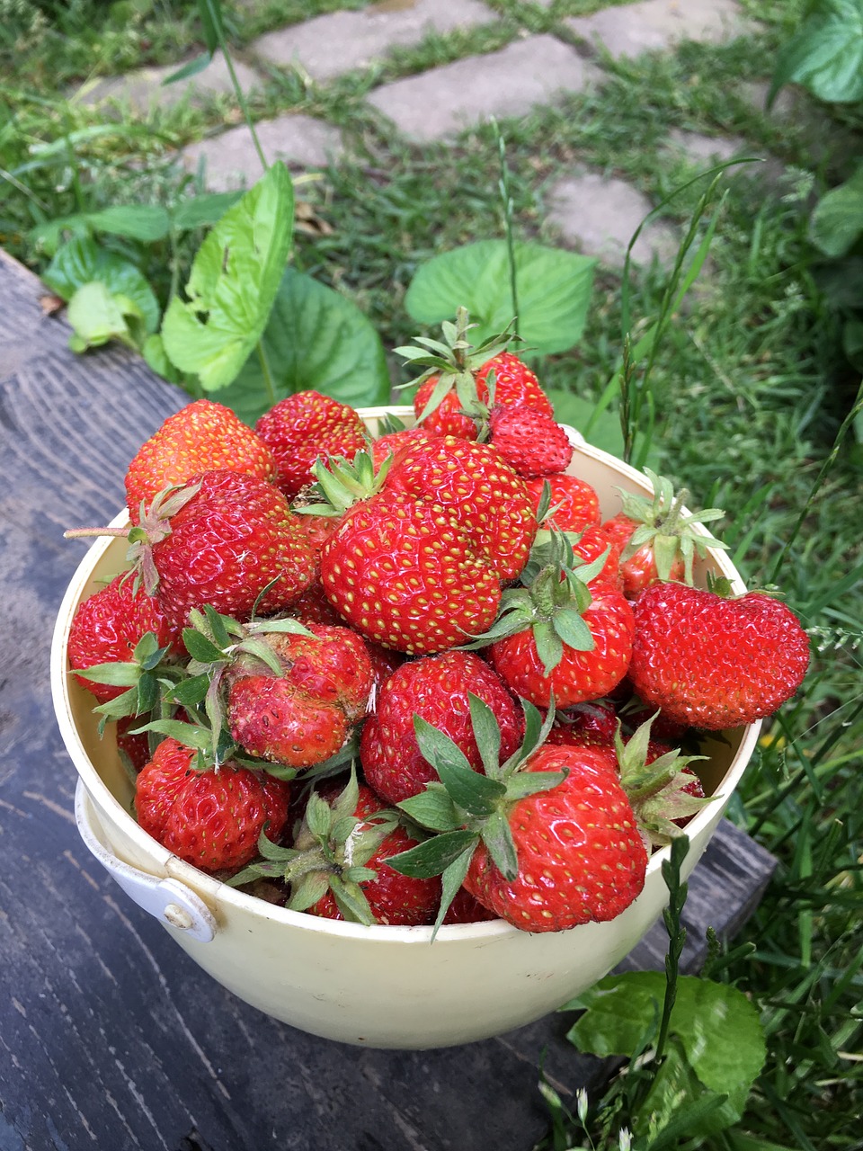 strawberry  berry  ripe free photo